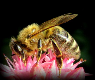 Fotografia intitulada "bee close-up" por Tom Schrijver, Obras de arte originais, Fotografia digital