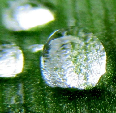 Fotografie mit dem Titel "dewdrop" von Tom Schrijver, Original-Kunstwerk, Digitale Fotografie