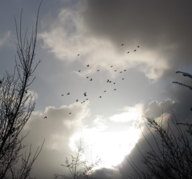 Φωτογραφία με τίτλο "morning flight" από Tom Schrijver, Αυθεντικά έργα τέχνης, Ψηφιακή φωτογραφία