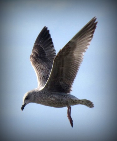 Fotografia intitolato "gull flight" da Tom Schrijver, Opera d'arte originale, Fotografia digitale