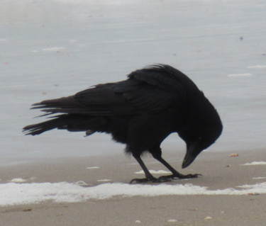 Photographie intitulée "crow" par Tom Schrijver, Œuvre d'art originale, Photographie numérique