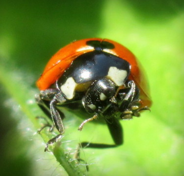 Photography titled "ladybug front" by Tom Schrijver, Original Artwork, Digital Photography