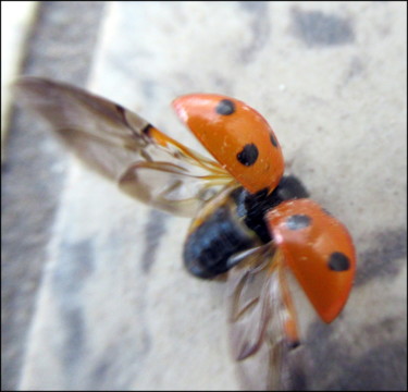 Photography titled "the wings" by Tom Schrijver, Original Artwork, Digital Photography