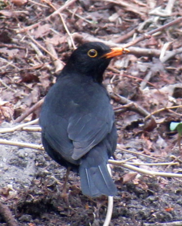 Fotografia intitolato "blackbird I" da Tom Schrijver, Opera d'arte originale, Fotografia digitale