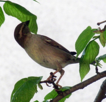 Fotografia intitolato "sparrow" da Tom Schrijver, Opera d'arte originale, Fotografia digitale