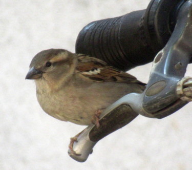 Fotografia intitolato "sparrow I" da Tom Schrijver, Opera d'arte originale, Fotografia digitale