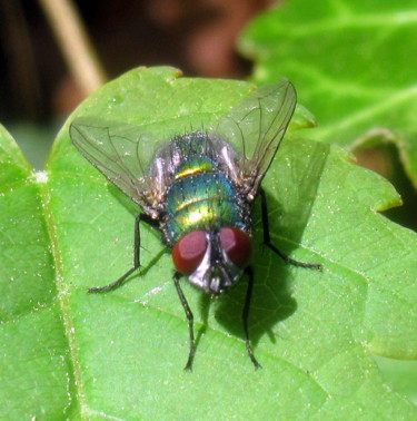 Photographie intitulée "fly." par Tom Schrijver, Œuvre d'art originale, Photographie numérique