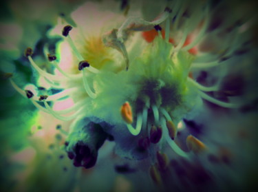 Photographie intitulée "bloom" par Tom Schrijver, Œuvre d'art originale, Photographie numérique