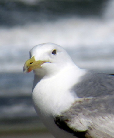 Photography titled "gull and sea" by Tom Schrijver, Original Artwork, Digital Photography
