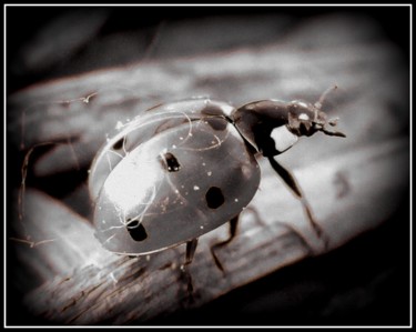 Photography titled "hairy ladybug" by Tom Schrijver, Original Artwork, Digital Photography