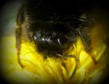 Fotografie getiteld "bee close-up." door Tom Schrijver, Origineel Kunstwerk, Digitale fotografie