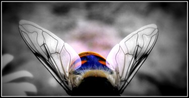 Fotografie getiteld "wings art" door Tom Schrijver, Origineel Kunstwerk, Digitale fotografie