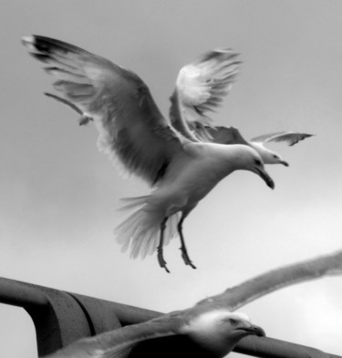 Photography titled "4 seagulls" by Tom Schrijver, Original Artwork, Digital Photography