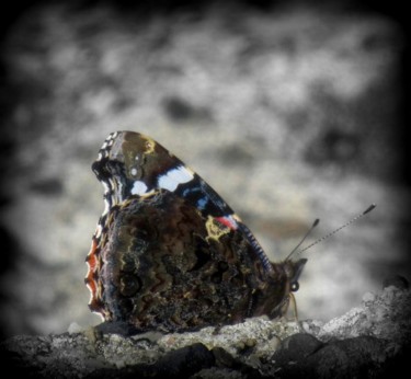 Fotografía titulada "butterfly side" por Tom Schrijver, Obra de arte original, Fotografía digital