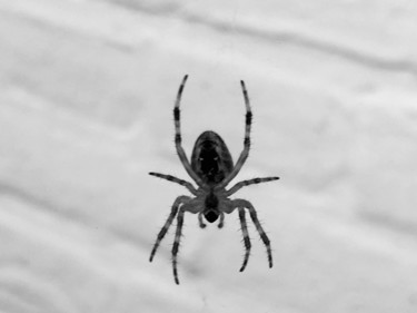 Fotografie getiteld "Spider." door Tom Schrijver, Origineel Kunstwerk, Digitale fotografie