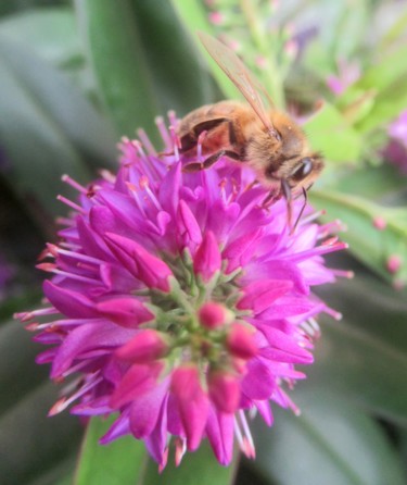 Photographie intitulée "bee on flower" par Tom Schrijver, Œuvre d'art originale, Photographie numérique