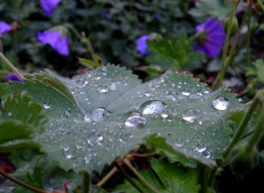 Fotografía titulada "drops on the leaf II" por Tom Schrijver, Obra de arte original, Fotografía digital