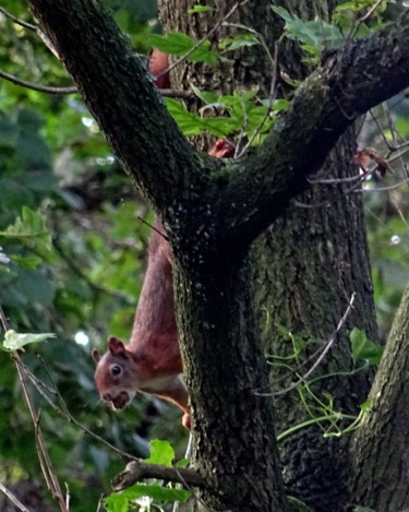 Photographie intitulée "squirrel in tree III" par Tom Schrijver, Œuvre d'art originale, Photographie numérique
