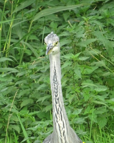 Fotografie getiteld "heron's long neck" door Tom Schrijver, Origineel Kunstwerk, Digitale fotografie