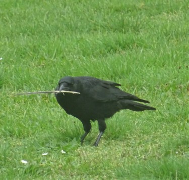 Fotografie getiteld "crow with feather" door Tom Schrijver, Origineel Kunstwerk, Digitale fotografie