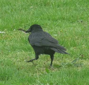 Fotografie getiteld "crow with feather II" door Tom Schrijver, Origineel Kunstwerk, Digitale fotografie
