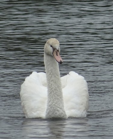 Фотография под названием "Swan III" - Tom Schrijver, Подлинное произведение искусства, Цифровая фотография