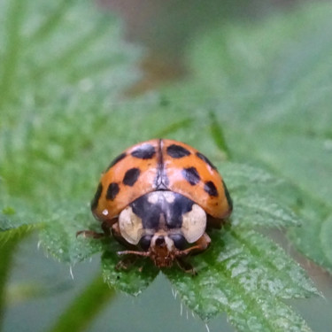 Fotografie getiteld "Ladybug..." door Tom Schrijver, Origineel Kunstwerk, Digitale fotografie