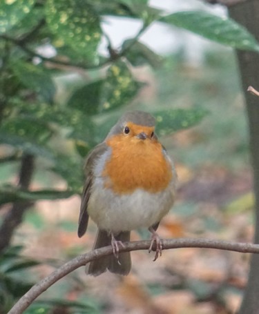 Photographie intitulée "Robin relax" par Tom Schrijver, Œuvre d'art originale, Photographie numérique