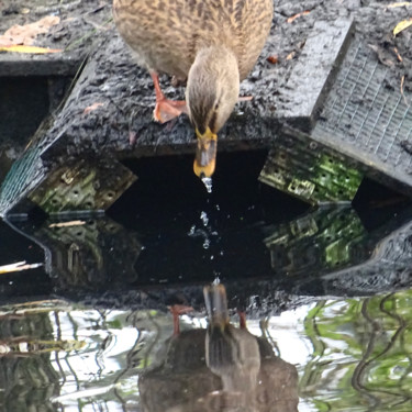 Photography titled "Duck drinking" by Tom Schrijver, Original Artwork, Digital Photography