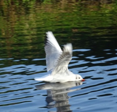 Photography titled "Sliding gull" by Tom Schrijver, Original Artwork, Digital Photography