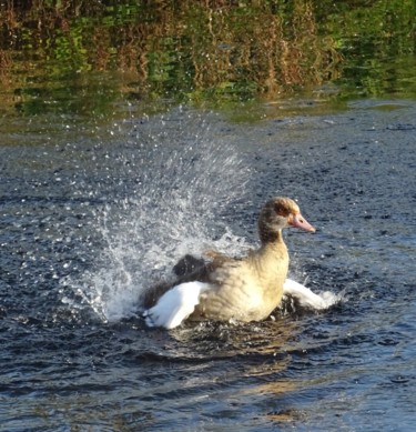 Photography titled "Wild goose" by Tom Schrijver, Original Artwork, Digital Photography