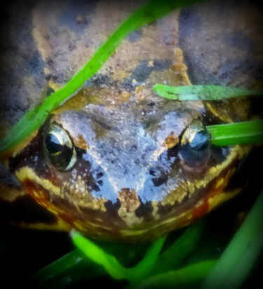 Fotografie getiteld "Frog Close" door Tom Schrijver, Origineel Kunstwerk, Digitale fotografie