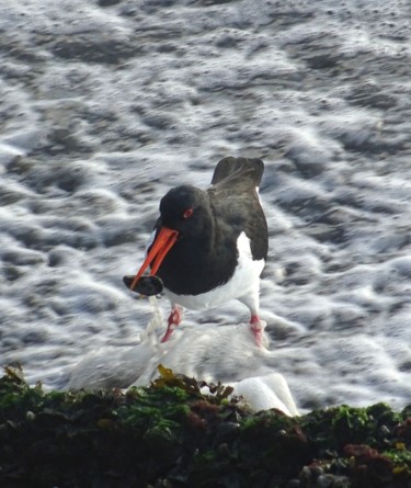 Photography titled "Oystercatcher with…" by Tom Schrijver, Original Artwork, Digital Photography