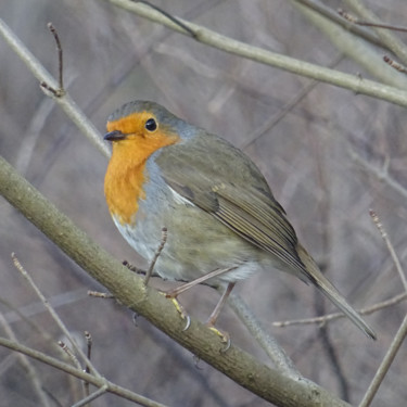 Fotografia intitulada "Robin Close" por Tom Schrijver, Obras de arte originais, Fotografia digital