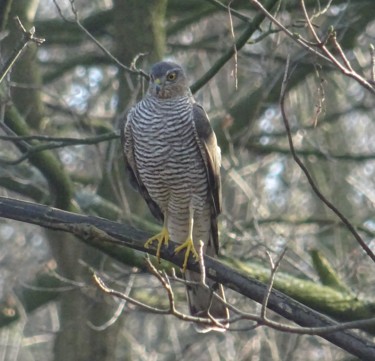 Photographie intitulée "Sparrow hawk II" par Tom Schrijver, Œuvre d'art originale, Photographie numérique