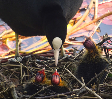 Photography titled "The young coots are…" by Tom Schrijver, Original Artwork, Digital Photography