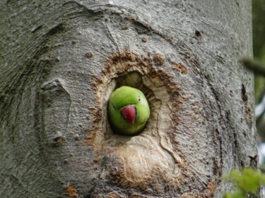 Fotografia intitolato "parakeet-watching" da Tom Schrijver, Opera d'arte originale, Fotografia digitale