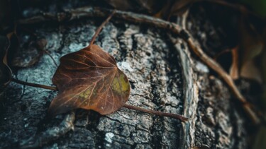 Fotografia zatytułowany „Feuille morte” autorstwa Taïka, Oryginalna praca, Manipulowana fotografia