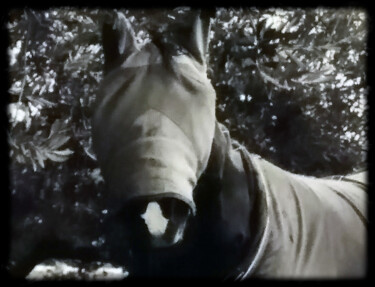 "Blind Horse" başlıklı Fotoğraf Sarna tarafından, Orijinal sanat, Dijital Fotoğrafçılık Karton üzerine monte edilmiş