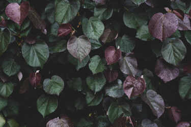 Фотография под названием "Winter leaves I" - Tal Paz-Fridman, Подлинное произведение искусства, Цифровая фотография