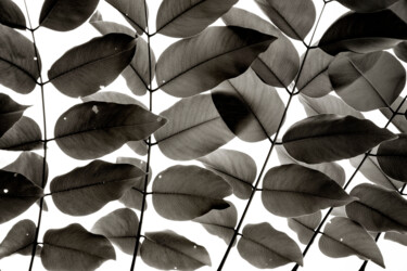 Fotografie getiteld "Branches and Leaves…" door Tal Paz-Fridman, Origineel Kunstwerk, Digitale fotografie