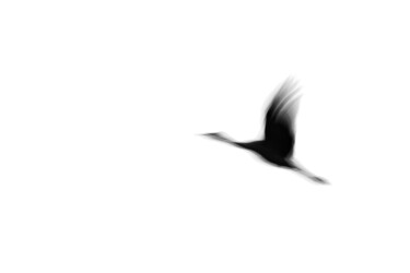 Photographie intitulée "Crane(s) I" par Tal Paz-Fridman, Œuvre d'art originale, Photographie numérique