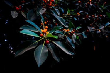 Fotografia zatytułowany „Orange, Green and D…” autorstwa Tal Paz-Fridman, Oryginalna praca, Fotografia cyfrowa