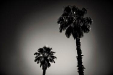 Fotografia zatytułowany „Why are palm trees…” autorstwa Tal Paz-Fridman, Oryginalna praca, Fotografia cyfrowa