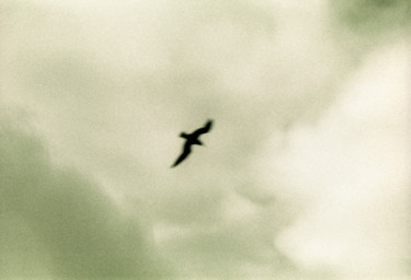 Fotografia intitolato "Bird" da Tal Paz-Fridman, Opera d'arte originale, fotografia a pellicola