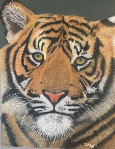 Dessin intitulée "Eye of the Tiger" par Tammy Carrick, Œuvre d'art originale, Pastel