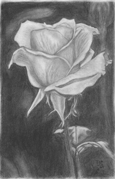 Dibujo titulada "Rose" por Tammy Carrick, Obra de arte original, Carbón