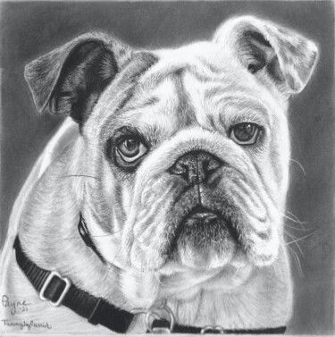 Disegno intitolato "Bulldog" da Tammy Carrick, Opera d'arte originale, Carbone