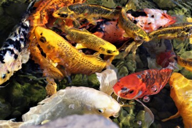 Photography titled "Koi" by Tammy Gauthreaux, Original Artwork, Non Manipulated Photography