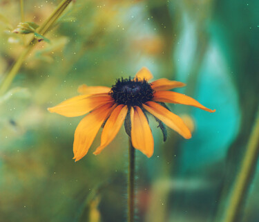 Photographie intitulée "La fleur d'été" par Tania Leocadio, Œuvre d'art originale, Photographie manipulée